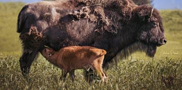 Bison Hinteregger