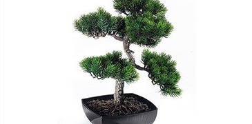 Bonsai