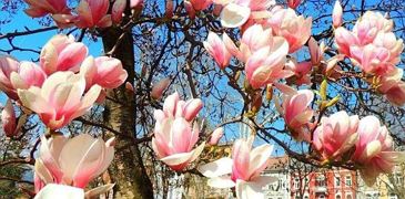 Frühling im Park