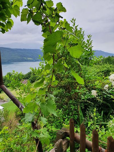 Appartamento, bagno, WC, lato giardino