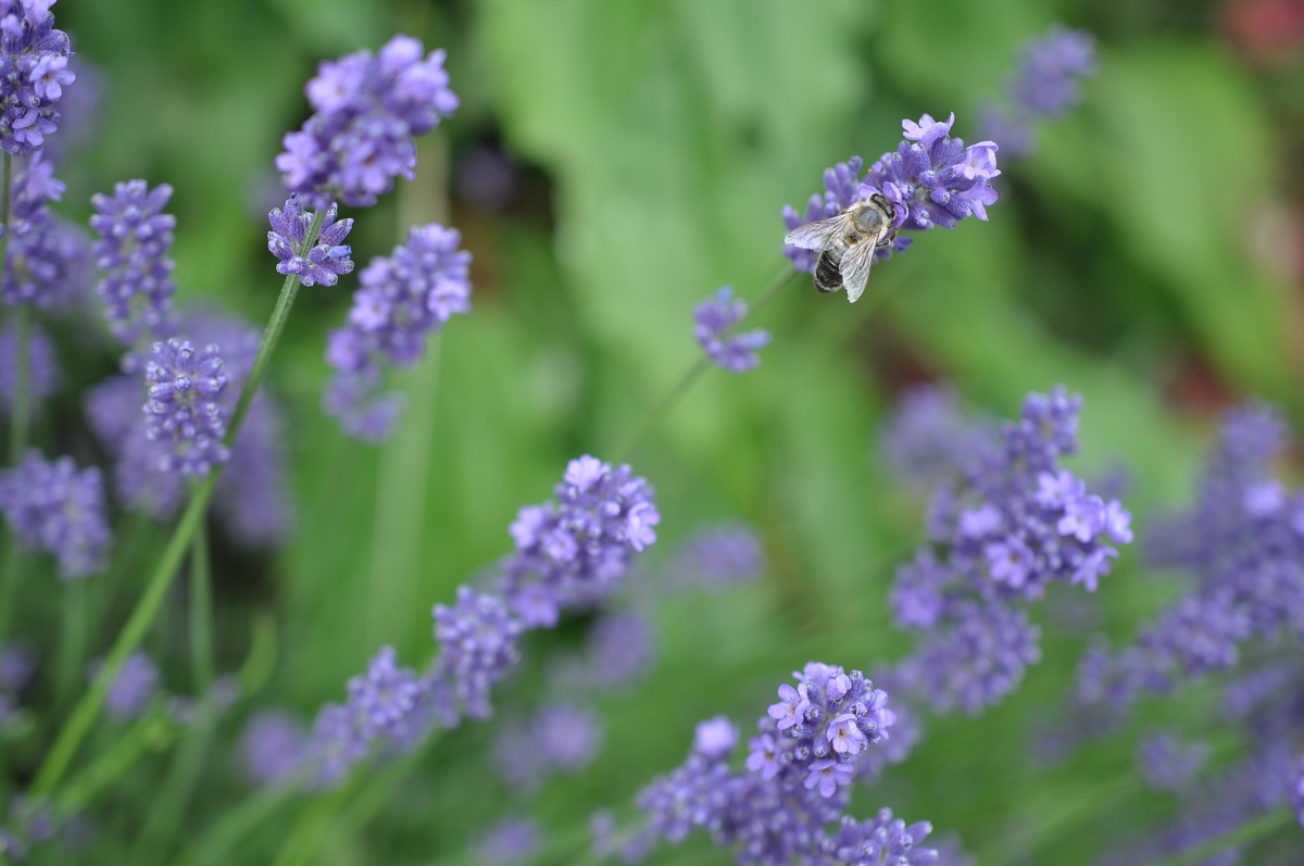 Lavendel