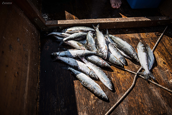 Der wilde Fisch aus dem Millstätter See