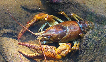 Sentiero del gambero
di torrente