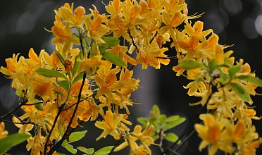 Il fiore prodigioso